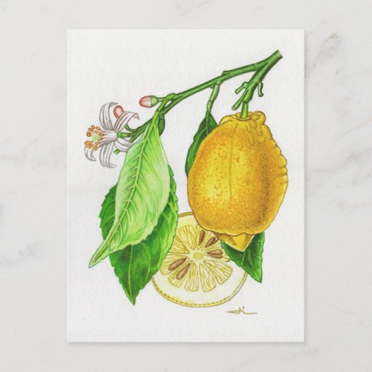 Carte postale Citron « Limonier ferraris » (Devant)