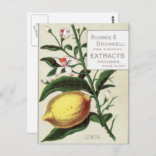 Carte Postale Citron vintage (Devant / Derrière)