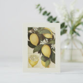 Carte Postale Citrons (Debout devant)