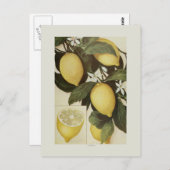 Carte Postale Citrons (Devant / Derrière)