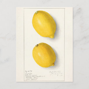 Carte Postale Citrons (Citrus Limon) Peinture à l'aquarelle de f