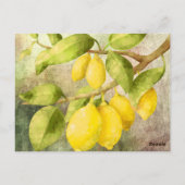 Carte Postale Citrons en peinture (Dos)