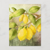 Carte Postale Citrons en peinture   (Devant)