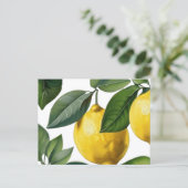 Carte Postale Citrons Été (Debout devant)