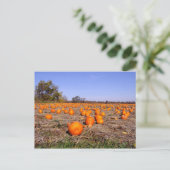 Carte postale citrouille (Debout devant)