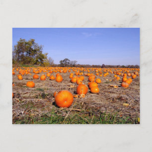 Carte postale citrouille