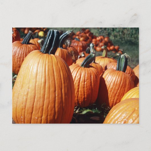 Carte Postale Citrouille (Devant)