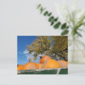 Carte Postale Citrouille (Debout devant)