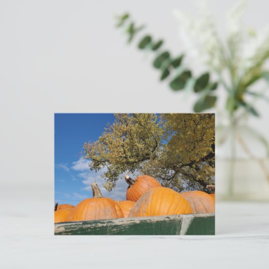 Carte Postale Citrouille (Debout devant)