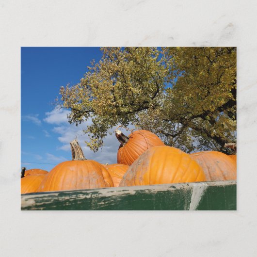 Carte Postale Citrouille (Devant)