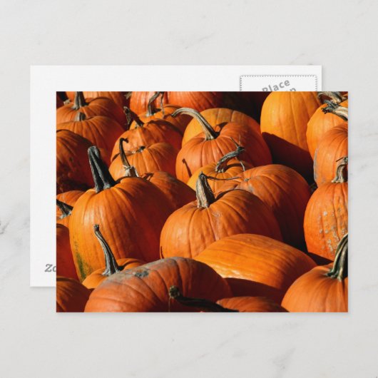 Carte postale citrouille (Devant / Derrière)