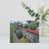 Carte Postale Citrouille (Debout devant)