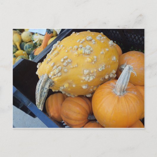 Carte Postale Citrouille averti (Devant)