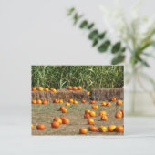 Carte Postale Citrouille, Corn et Hay Automne de la récolte Phot (Debout devant)