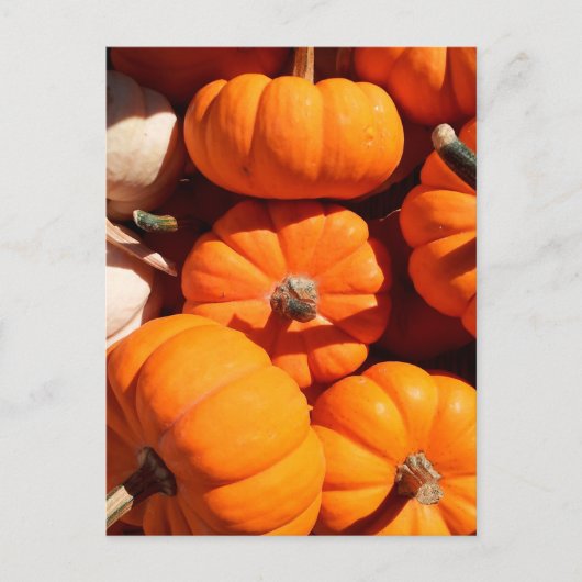 Carte Postale Citrouille halloween Jack-o'-lantern orange citrou (Devant)