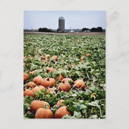 Carte Postale Citrouille Patch à Lawrence, KS (Devant)