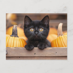 Carte Postale Citrouille Patch Kitten