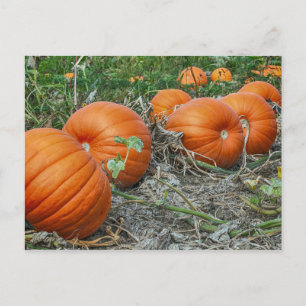 Carte Postale Citrouille Patch Photo