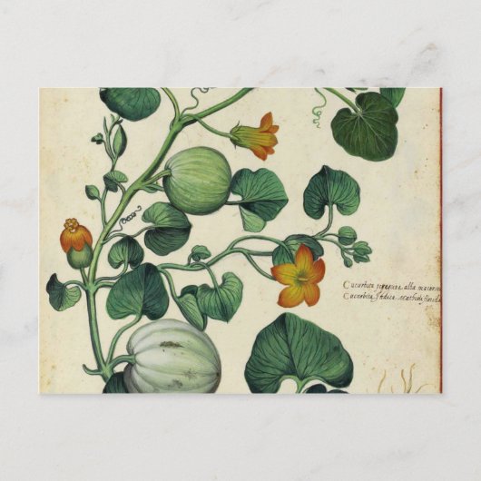 Carte Postale Citrouille Squash Vintage Botanique Imprimer (Devant)