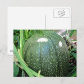 Carte Postale Citrouille vert (Devant / Derrière)