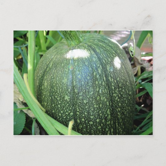 Carte Postale Citrouille vert (Devant)