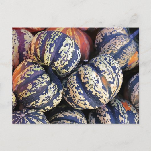 Carte Postale Citrouilles à rayures rustiques (Devant)