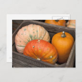 Carte Postale Citrouilles à vendre (Devant / Derrière)