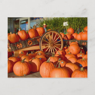 Carte Postale Citrouilles à vendre