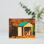 Carte Postale Citrouilles à vendre (Debout devant)