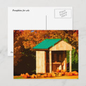 Carte Postale Citrouilles à vendre (Devant / Derrière)