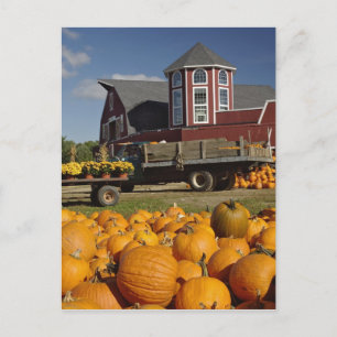 Carte Postale Citrouilles dans une ferme en automne près de Conc