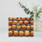 Carte Postale Citrouilles d'automne (Debout devant)