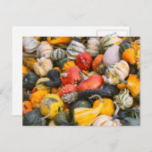 Carte Postale Citrouilles d'automne, gourdes et squashes (Devant / Derrière)