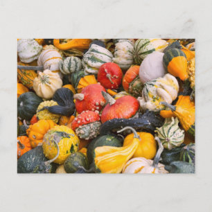 Carte Postale Citrouilles d'automne, gourdes et squashes
