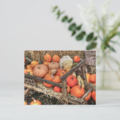 Carte Postale Citrouilles de primes (Debout devant)