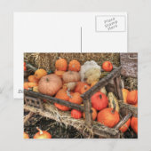 Carte Postale Citrouilles de primes (Devant / Derrière)