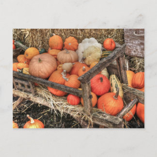 Carte Postale Citrouilles de primes