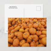 Carte Postale Citrouilles de Thanksgiving (Devant / Derrière)