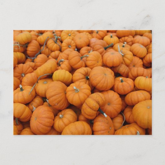 Carte Postale Citrouilles de Thanksgiving (Devant)