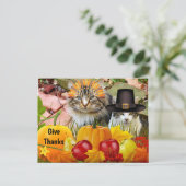 Carte Postale Citrouilles de Thanksgiving de chat / Issu du Coll (Debout devant)