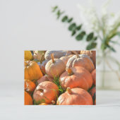 Carte Postale Citrouilles ensoleillés (Debout devant)
