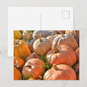Carte Postale Citrouilles ensoleillés (Devant / Derrière)