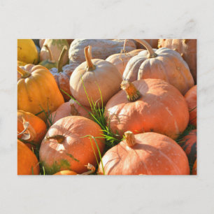 Carte Postale Citrouilles ensoleillés