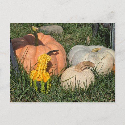 Carte Postale Citrouilles et gourmands (Devant)