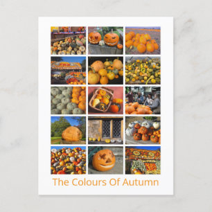 Carte Postale Citrouilles, Squashes Et Gourdes