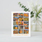Carte Postale Citrouilles, Squashes Et Gourdes (Debout devant)