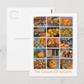 Carte Postale Citrouilles, Squashes Et Gourdes (Devant / Derrière)