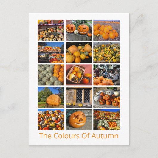 Carte Postale Citrouilles, Squashes Et Gourdes (Devant)