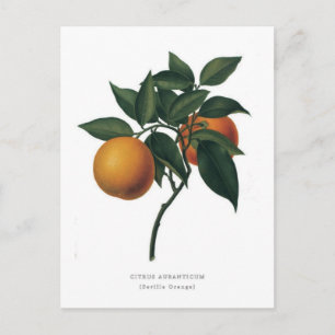 Carte Postale Citrus auranticum 'Séville Orange'