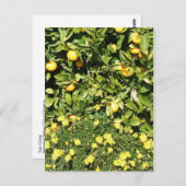 Carte postale Citrus et Euryops (Devant / Derrière)